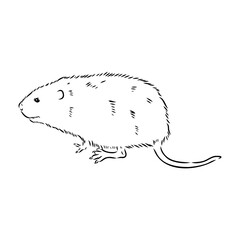Rat sketch drawn by hand. Black and white vector illustration. water rat, vector sketch