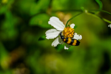 Pollination action by a bee on a flower in a lush green environment close-up view of nature's harmony