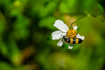 Bees pollinating flowers in nature macro photography close-up vibrant green background wildlife interaction for biodiversity awareness
