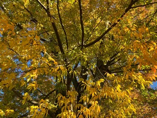 秋の黄色い植物