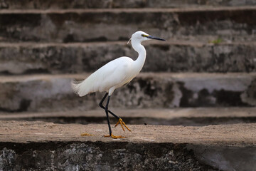 The little egret (Egretta garzetta), looking for food in the swamp on nature background. Bird. Animals. small heron in the family Ardeidae.little egret, Egretta garzetta, in gir forest gujarat India.