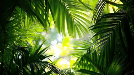 Fototapeta premium Frame of palm leaves