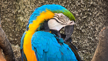 striking blue and yellow macaw or Ara ararauna, a blue and yellow parrot in a detailed close up, the vibrant feathers contrast beautifully with the soft, neutral background, highlighting the bird © AntokSena