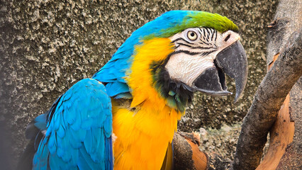 striking blue and yellow macaw or Ara ararauna, a blue and yellow parrot in a detailed close up, the vibrant feathers contrast beautifully with the soft, neutral background, highlighting the bird