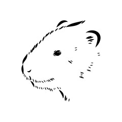Rat sketch drawn by hand. Black and white vector illustration. water rat, vector sketch