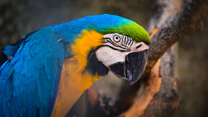 striking blue and yellow macaw or Ara ararauna, a blue and yellow parrot in a detailed close up, the vibrant feathers contrast beautifully with the soft, neutral background, highlighting the bird