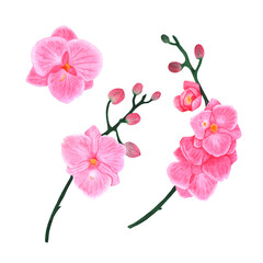 Orchid branches and flowers. Phalaenopsis on a white background.