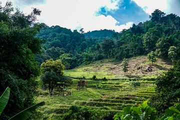 Breathtaking nature scene lush rice terraces mountains landscape photography vibrant greenery...