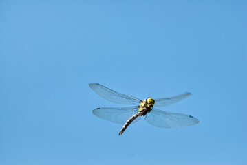 LIbelle Mosaikjungfer Flugaufnahme von unten