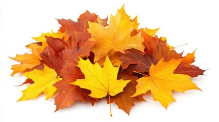 Maple autumn leaf pile isolated on white background