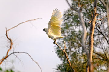 sulphur crested cockatoo, Cacatua galerita, native white bird Australia Australian, isolated single flying wings against blue sky, copy space