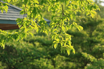 Obraz premium 公園の木の葉