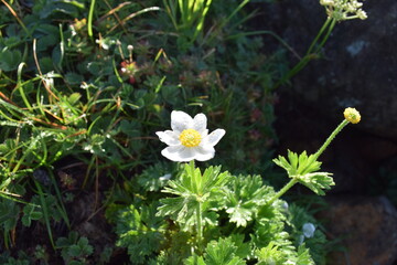 夏の日本百名山「鳥海山」