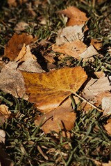 Golden autumn leaf on grass