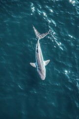 Obraz premium Aerial View of a Majestic Shark Swimming Gracefully Through Crystal Clear Ocean Waters, Capturing the Beauty of Marine Life and Underwater Ecosystem Dynamics