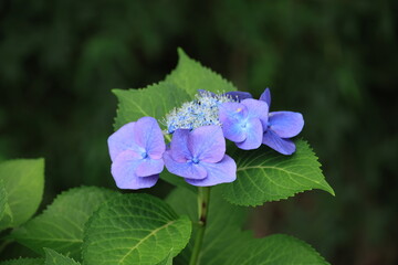 梅雨のアジサイ