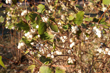 Snowberry Bush in Autumn Sunlight. Close-up of a snowberry bush with white berries and green leaves, illuminated by warm autumn sunlight in a natural outdoor setting.