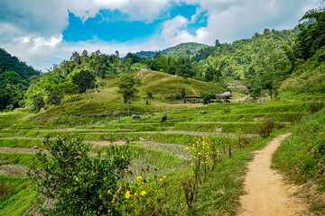 Rice terrace farming techniques scenic hills nature photography lush environment panoramic view agriculture concept