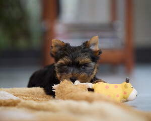 Cute Yorkshire terrier dog plays on the floor with plastic toy