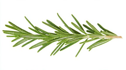 Fototapeta premium Rosemary leaf isolated on white background