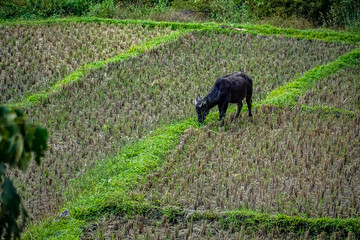 Black cow grazing in lush rice fields rural landscape photography vibrant environment aerial view nature's beauty