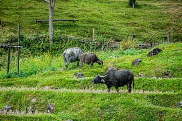 Buffalo grazing on lush green hills rural landscape nature photography serene environment close-up view agriculture concept