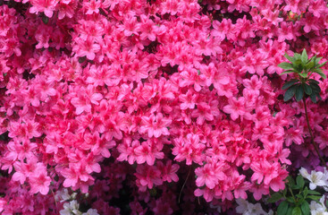 Rhododendron, Rhododendron x 'Mother's Day'