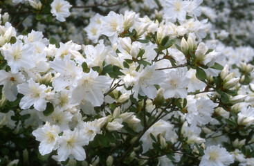 Rhododendron, Rhododendron x 'Palestrina'