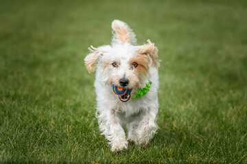 Jack Russell Terrier on Windsor Long Walk running with her ball