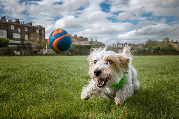 Jack Russell Terrier on Windsor Long Walk chasing her ball