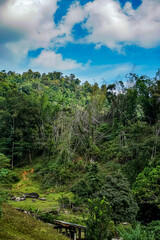 Exploring lush forests remote region nature photography vibrant greenery scenic view environmental beauty