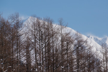 冬晴れた日のカラマツ林と雪山の山頂　十勝岳連峰
