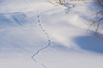 野生動物の足跡が残る雪の斜面
