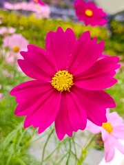 Obraz premium A pink garden cosmos flower in the garden with blurry background 