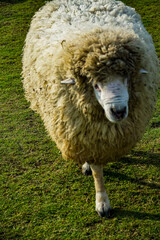 Sheep grazing on green pasture rural farm animal photography natural landscape close-up view agriculture concept