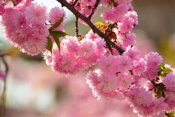 twig of cherry in pink blossom. beautiful nature background. spring has come. sakura trees in uzhhorod. traditional japanese culture wallpaper