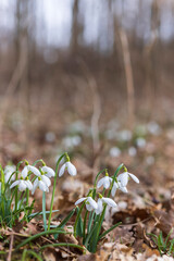 Snowdrops, Podyji, Southern Moravia, Czech Republic