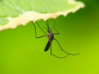 Mosquito on a leaf in the garden 