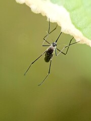 A mosquito at the edge of a green leaf in the garden 