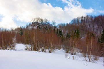 forest on the hill in winter. cloudy weather. uzhanian national park