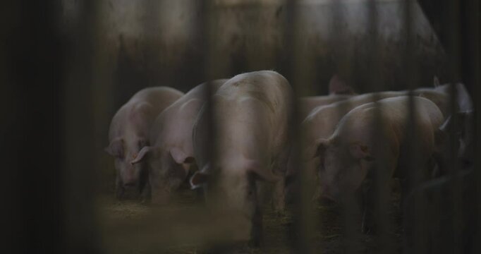 Sounder of Pigs on Rural Farm for Pork Farming