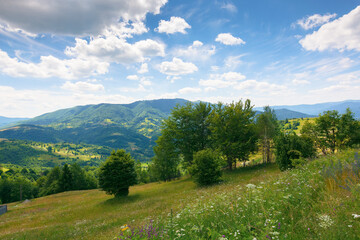 mountainous rural landscape in summer. trees and herb meadow on the hill. sunny day with clouds on the sky.