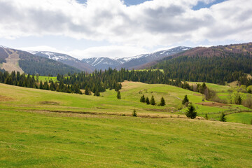 Obraz premium countryside landscape in spring. beautiful view. grassy field on the hill. coniferous forest on the slope. borzhava mountain ridge in the distance. transcarpathia region of ukraine. rural scenery
