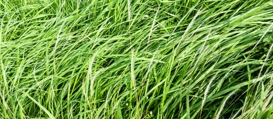 green grass background