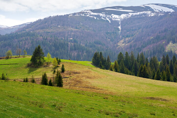 countryside landscape in spring. calm weather. grassy field on the hill. coniferous forest on the...