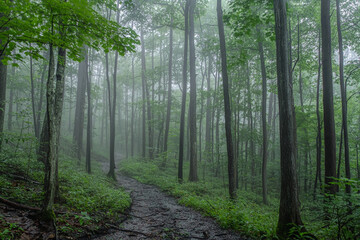 Obraz premium Misty forest path winding through tall trees in lush greenery