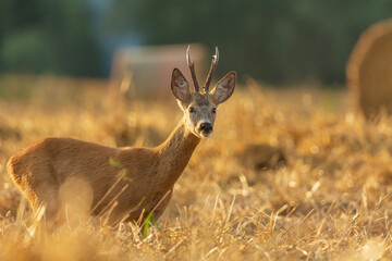 A roe deer standing in a grain field