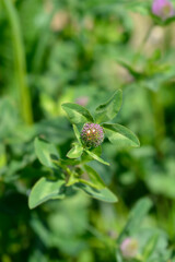 Red clover flower bud