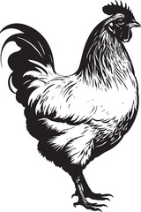 Hen chicken rooster silhouette vector isolated on a white background