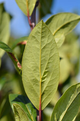 Laurel leaves 